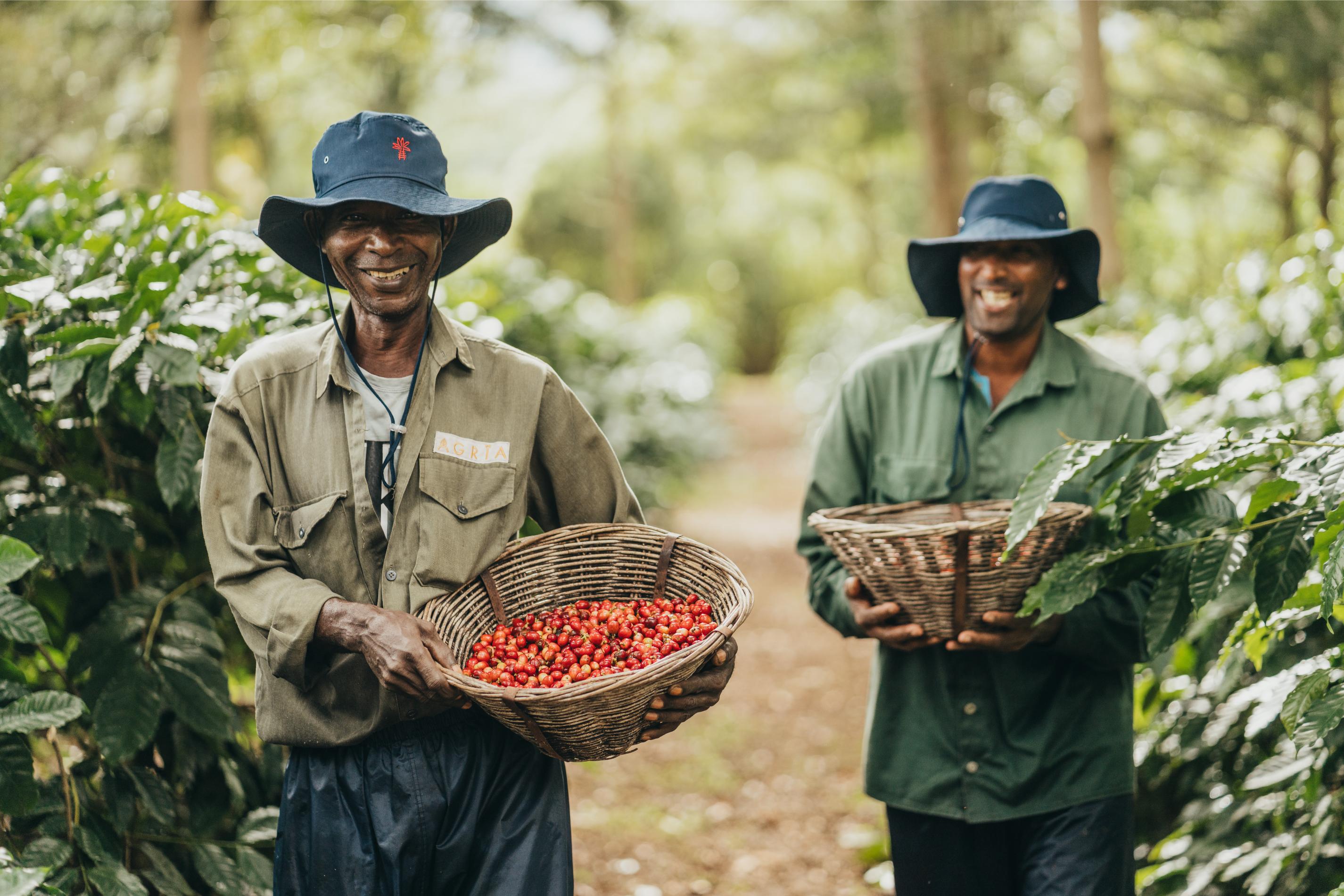 Café de Chamarel Almarys